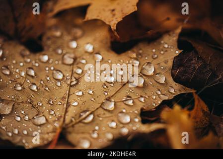 Primo piano di foglie cadute sul terreno in autunno coperte da gocce di pioggia. Foto Stock
