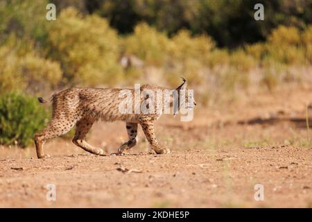 lince iberica libera nel suo ambiente naturale Foto Stock