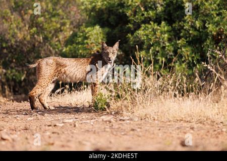 lince iberica libera nel suo ambiente naturale Foto Stock