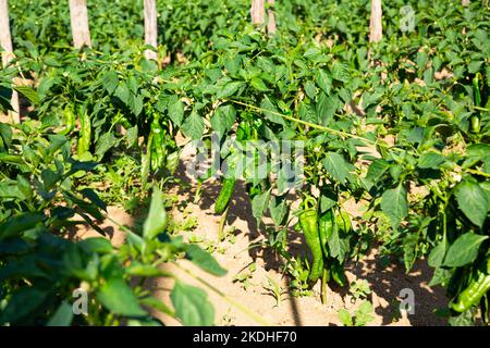 Peperoni verdi maturano su cespugli in orto Foto Stock