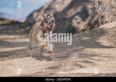 Buon cane grigio schnauzer che gioca sulla spiaggia sotto le palme Foto Stock