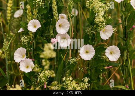 Gruppo di erbacce fiorite (Convolvulus arvensis) con fiori bianchi che crescono sul bordo di un campo Foto Stock