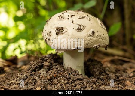 Macro foto di un bellissimo fungo di foresta con un cappuccio bianco che si infrangono attraverso il terreno Foto Stock