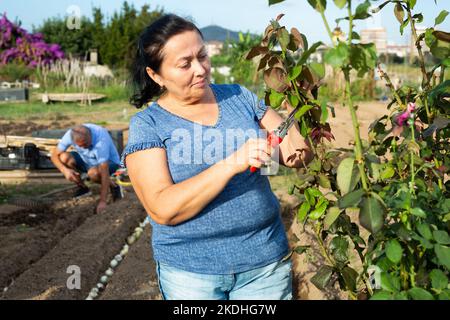 Donna anziana giardiniere dilettante che taglia rami di cespuglio di rosa Foto Stock