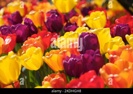 Tulipani multicolore (Tulipa) luminosi e vivaci in piena fioritura in un giardino in una giornata di sole primaverile. Foto Stock