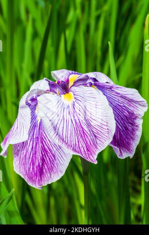 Iris al Shore Acres state Park sulla costa meridionale dell'Oregon Foto Stock