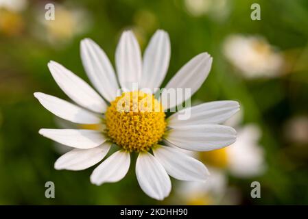 Bella foto macro di una fioritura di camomilla (Matricaria chamomilla) in piena fioritura Foto Stock