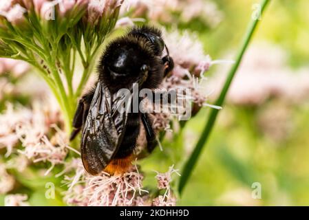 Macrofo di un bumblebee dalla coda rossa (bombus lapidarius) che raccoglie polline da un fiore rosa di canapa-agrimonia Foto Stock