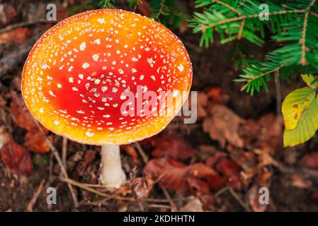 Fly agarico Amanita muscaria fungo nella foresta, primo piano. Vista dall'alto. Foto Stock