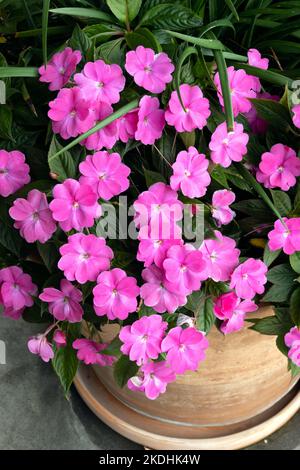 I fiori rosa impatiens si chiudono con le foglie verdi lusciose in una piantatrice di ceramica Foto Stock