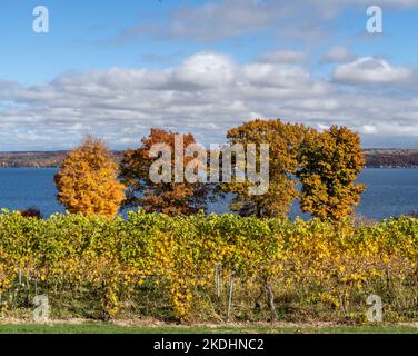 Finger Lakes Vineyard con splendidi colori autunnali sul lago Cayuga vicino a Ithaca, New York Foto Stock