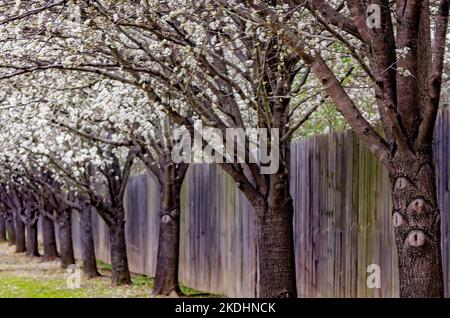 Gli alberi di pera di Bradford (Pyrus calleryana) esponono i fiori showy, 10 marzo 2013, a Columbus, Mississippi. Foto Stock