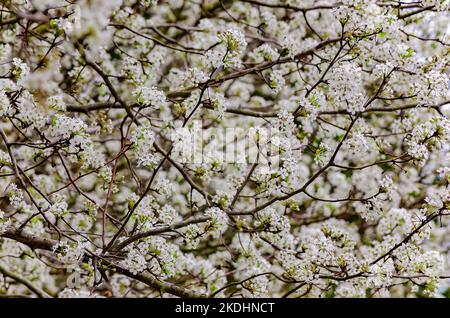 Gli alberi di pera di Bradford (Pyrus calleryana) esponono i fiori showy, 10 marzo 2013, a Columbus, Mississippi. Foto Stock