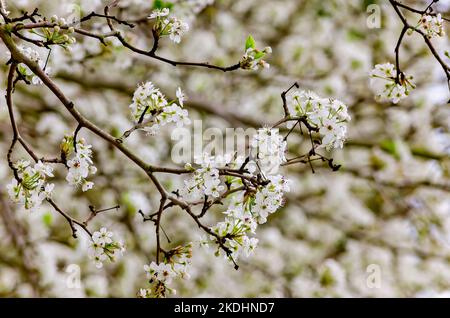 Gli alberi di pera di Bradford (Pyrus calleryana) esponono i fiori showy, 10 marzo 2013, a Columbus, Mississippi. Foto Stock