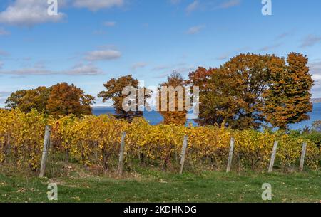 Finger Lakes Vineyard con splendidi colori autunnali sul lago Cayuga vicino a Ithaca New York Foto Stock