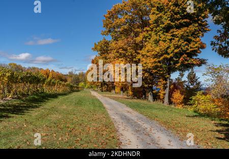 Finger Lakes Vineyard con splendidi colori autunnali sul lago Cayuga vicino a Ithaca New York Foto Stock