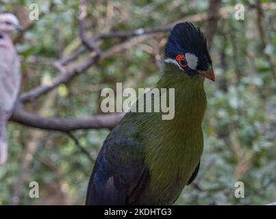 loerie di Hartlaub (Corythaix hartlaubi) Foto Stock