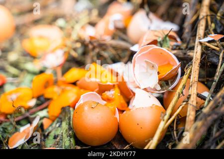 Gusci di uovo e spreco umano organico ed altro su un cumulo di composto. Uso razionale secondario dei rifiuti alimentari per la trasformazione in concime per letti da giardino. Foto Stock