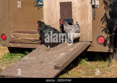 Chimacum, Washington, Stati Uniti. Australorp nero e Merlano galline blu vere su una rampa che conduce a una paniera di pollo mobile Foto Stock