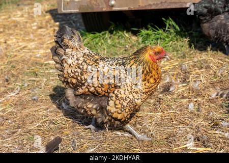 Chimacum, Washington, Stati Uniti. Free range americana Hen Walking Foto Stock
