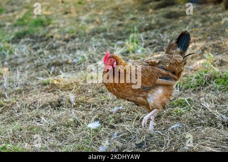 Chimacum, Washington, Stati Uniti. Free range americana Hen Walking Foto Stock