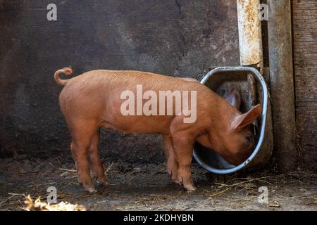 Chimacum, Washington, Stati Uniti. Tamworth Pig Piglet ottenere una bevanda Foto Stock