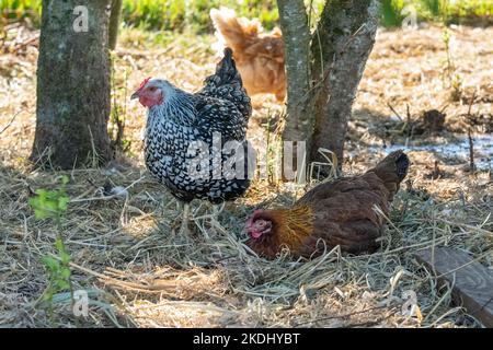 Chimacum, Washington, Stati Uniti. Gamma libera Nero allacciato Argento Wyanotte e Rhode Island galline rosse. Foto Stock