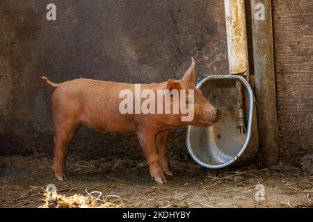 Chimacum, Washington, Stati Uniti. Maialino Tamworth Pig Foto Stock