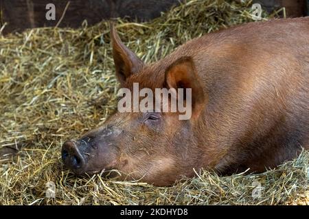 Chimacum, Washington, Stati Uniti. Ritratto di Tamworth Pig Piglet Foto Stock