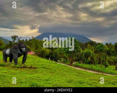 Mountain Gorilla View Lodge, Kinigi, Rwanda 31st settembre 2022 Vista del Monte Muhabura e Silverback Gorilla statuto a Mountain Gorilla View Lodge Foto Stock