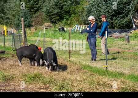 Chimacum, Washington, Stati Uniti. 9/18/22 uomo e donna maturi che guardano tre maiali da pascolo dell'Idaho in una penna. (Solo per uso editoriale) Foto Stock