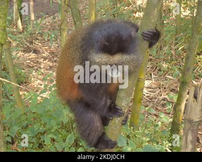 Ruanda, Parco Nazionale dei Vulcani 4th settembre 2022 Trekking delle scimmie d'oro Foto Stock