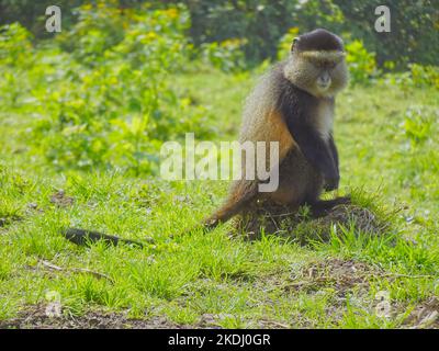 Ruanda, Parco Nazionale dei Vulcani 4th settembre 2022 Trekking delle scimmie d'oro Foto Stock