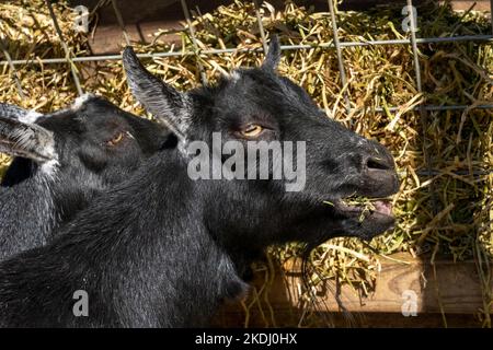 Chimacum, Washington, Stati Uniti. Le capre nigeriane mangiano fieno Foto Stock