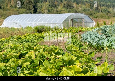 Chimacum, Washington, Stati Uniti. Vari tipi di campi da squash e da collard che crescono in un campo di fronte ad una serra commerciale. Foto Stock