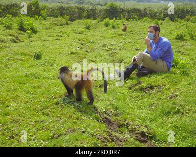 Ruanda, Parco Nazionale dei Vulcani 4th settembre 2022 turista che guarda le scimmie dorate Foto Stock