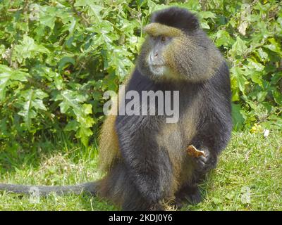 Ruanda, Parco Nazionale dei Vulcani 4th settembre 2022 Monkey d'oro mangiare frutta Foto Stock