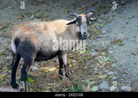 Chimacum, Washington, Stati Uniti. Montone americano di pecora di Blackbelly in piedi in una grotta poco profonda Foto Stock