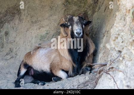 Chimacum, Washington, Stati Uniti. Ariete americano di pecora di pancia nera che riposa in una grotta poco profonda Foto Stock