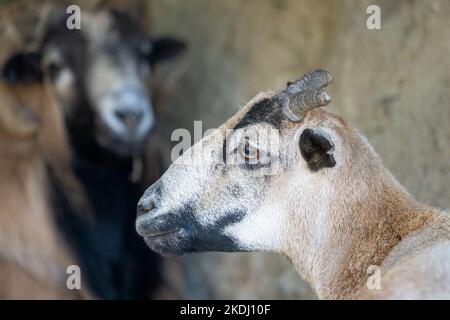 Chimacum, Washington, Stati Uniti. Ritratto americano di montone di pecora di Blackbelly Foto Stock