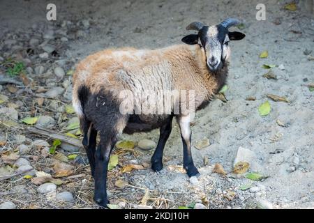 Chimacum, Washington, Stati Uniti. Montone americano di pecora di Blackbelly in piedi in una grotta poco profonda Foto Stock