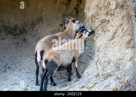 Chimacum, Washington, Stati Uniti. Arieti americani di pecora Blackbelly che leccano minerali nella parete della grotta Foto Stock