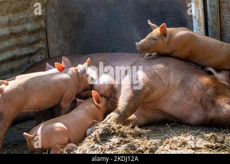 Chimacum, Washington, Stati Uniti. Tamworth Pig scrofa e suinetti che allattano Foto Stock