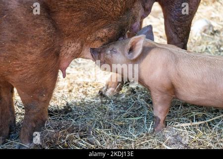 Chimacum, Washington, Stati Uniti. Tamworth Pig semola e suinetti infermieristica Foto Stock