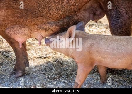 Chimacum, Washington, Stati Uniti. Tamworth Pig semola e suinetti infermieristica Foto Stock