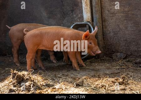 Chimacum, Washington, Stati Uniti. Maialini Tamworth Pig Foto Stock