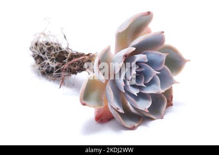 Echeveria impianto di taglio succulento radicato con radici isolate su sfondo bianco Foto Stock