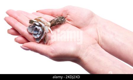 Donna che tiene in mano Echeveria Succulent radicato impianto di taglio Foto Stock