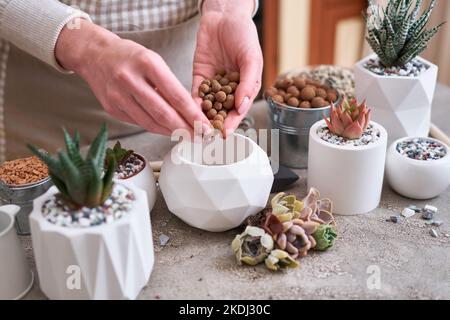 Donna che mette l'argilla espansa in una pentola per Echeveria Succulent piante da taglio radicate piantando Foto Stock