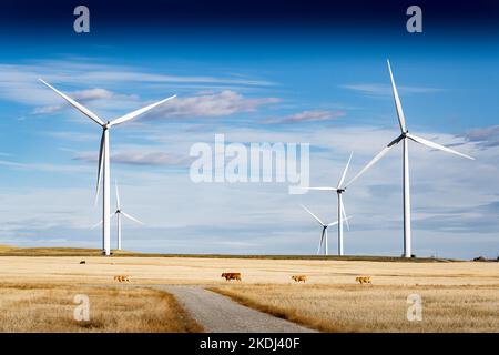Mulini a vento alti che producono energia rinnovabile in un campo agricolo con mucche vicino a Pincher Creek Alberta Canada. Foto Stock